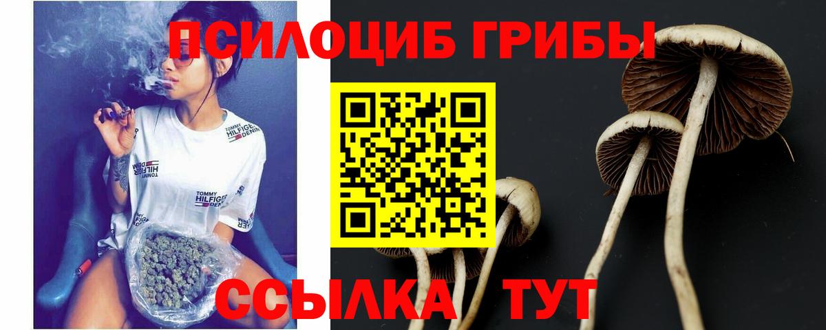 Арсеньев  Псилоцибиновые грибы Psilocybe  Вход с VPN 